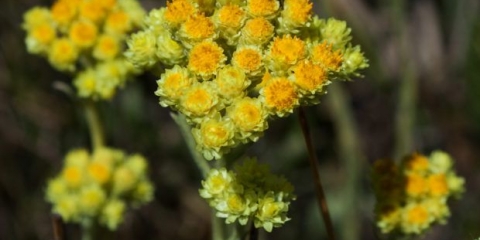 Cvijet smilja: fotografije i imena, koristi i štete, primjena, recenzije